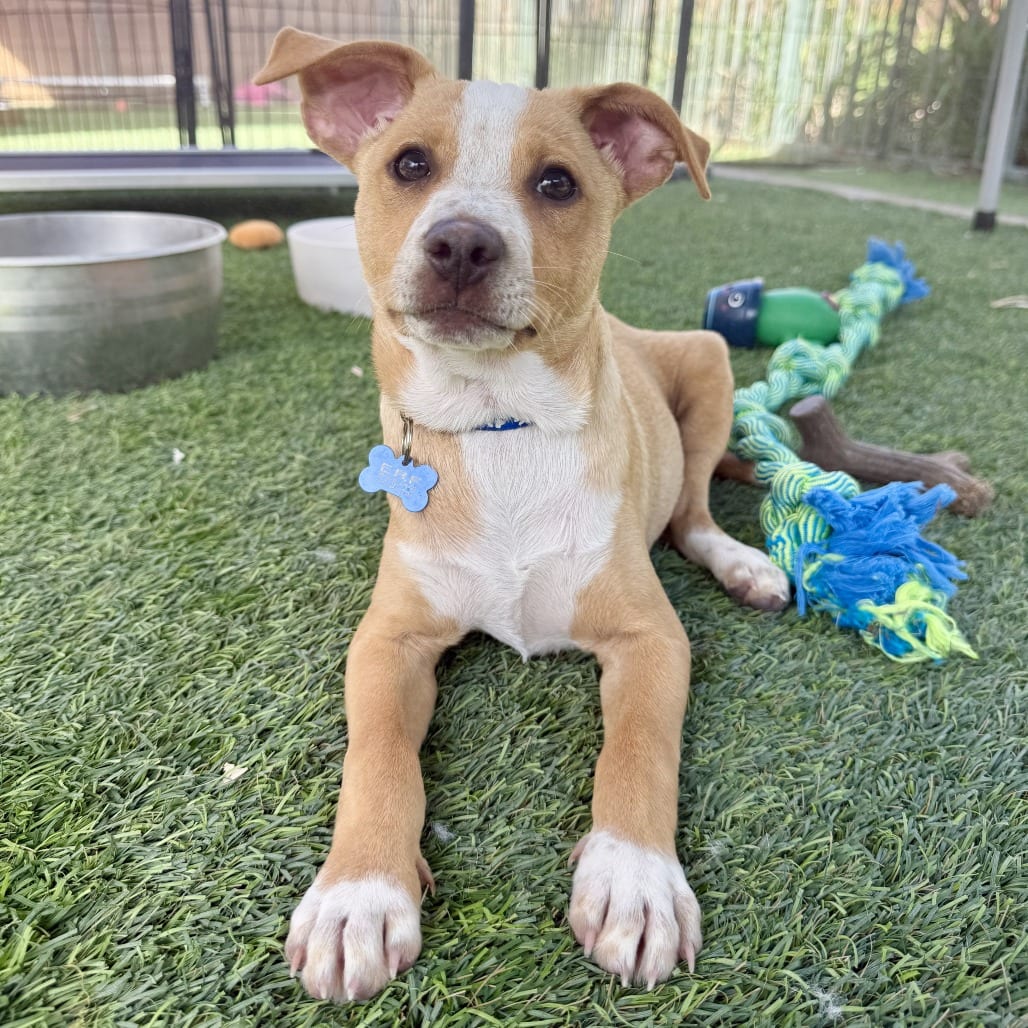 Photo of Barry, adoptable Chihuahua in Agoura Hills, California