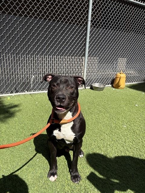 Photo of Garp, adoptable Pit Bull Terrier in San José, California