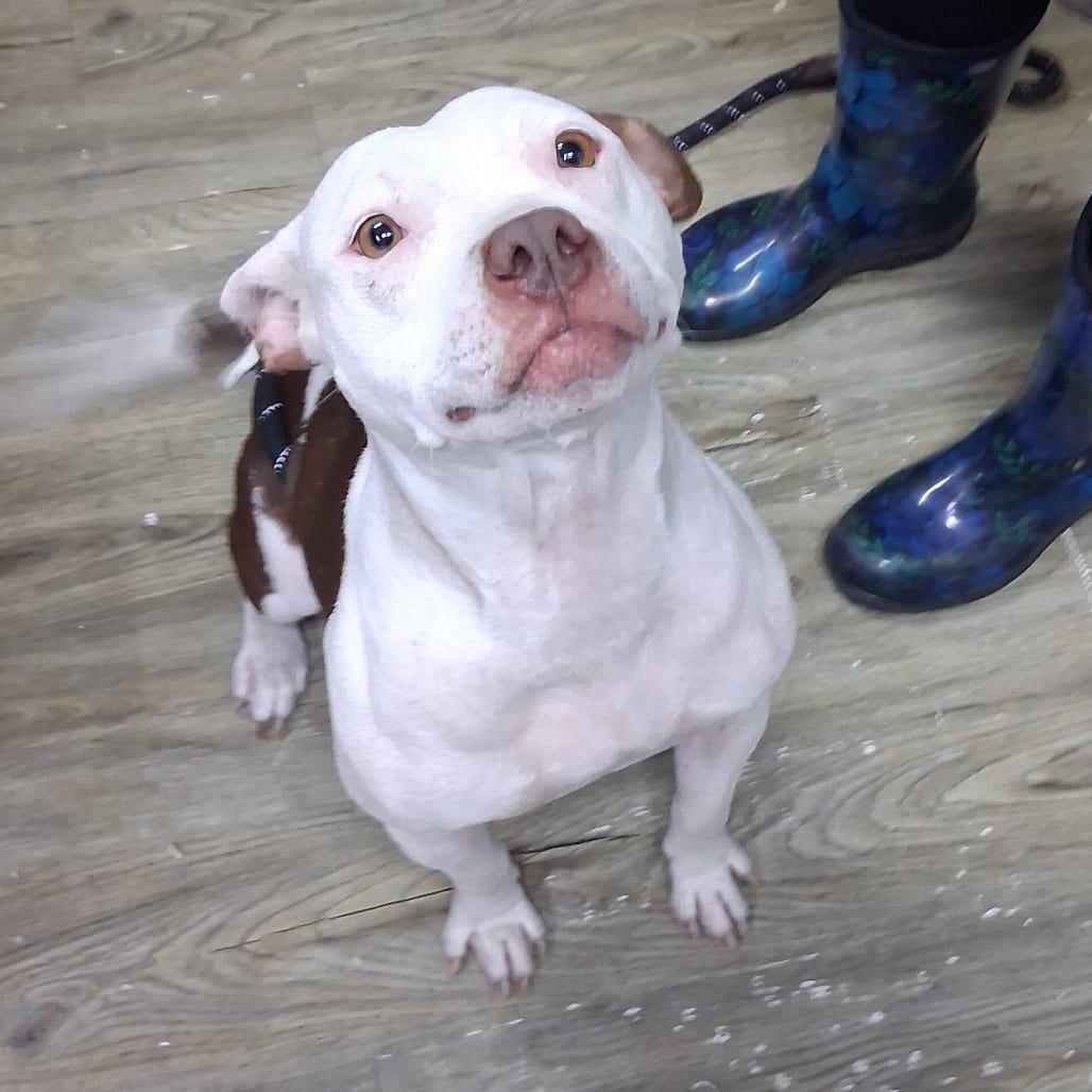 Photo of Pinkie, adoptable Mixed Breed (Medium) in Summerville, South Carolina
