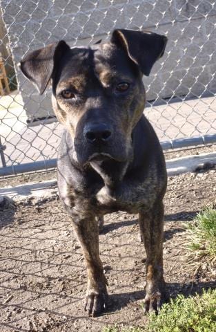 Photo of Cataleya, adoptable Rottweiler in Decatur, Illinois