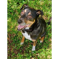 Photo of Caroline, adoptable German Shepherd Dog Rottweiler in Baton Rouge, Louisiana
