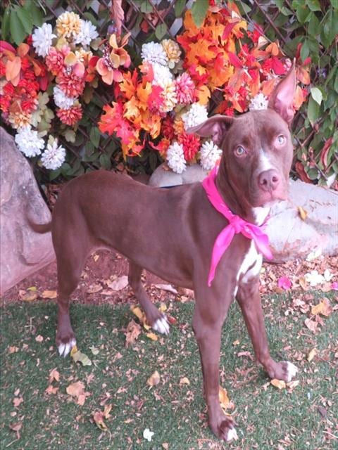 Photo of Riley, adoptable Pit Bull Terrier in Oklahoma City, Oklahoma