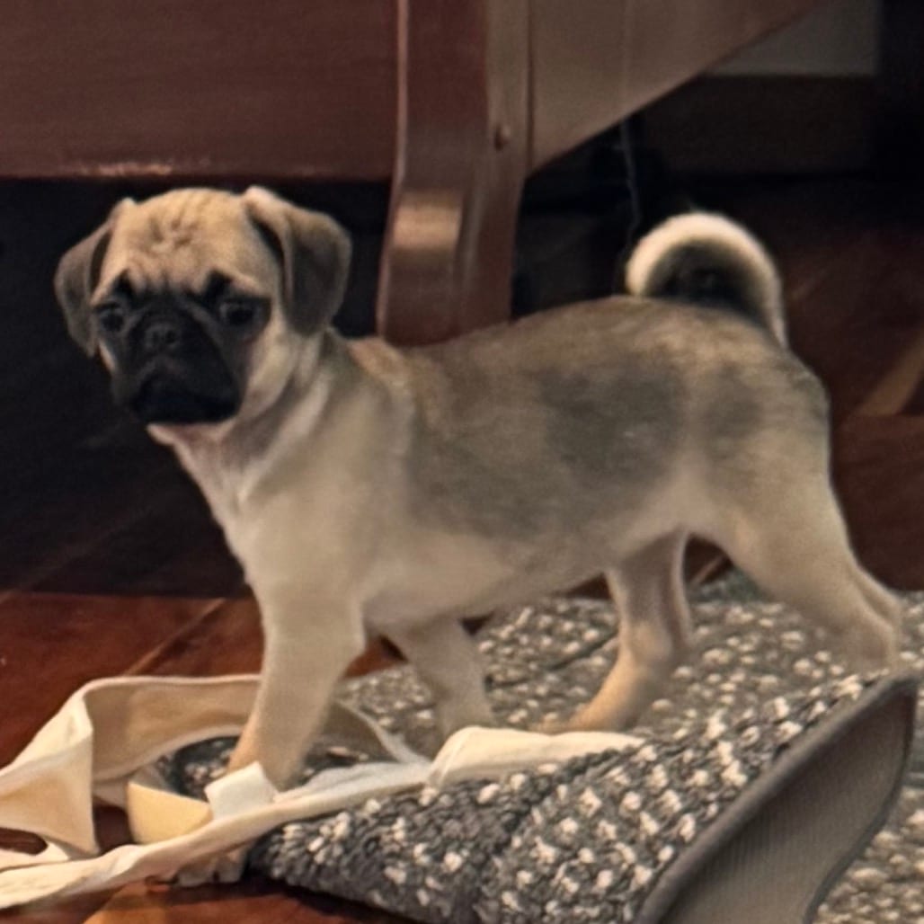 Photo of Beatrice, adoptable Pug in California, California