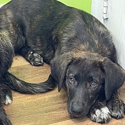 Photo of Sue, adoptable Hound (Unknown Type) in Cleveland, Tennessee