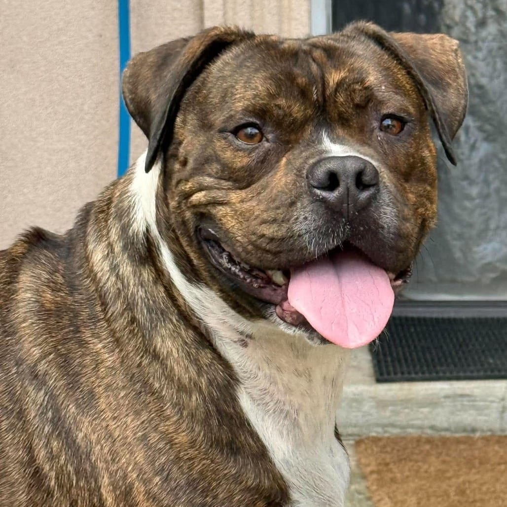 Photo of Draco, adoptable Terrier, American Staffordshire / Mixed Breed (Medium) in Whitestone, New York