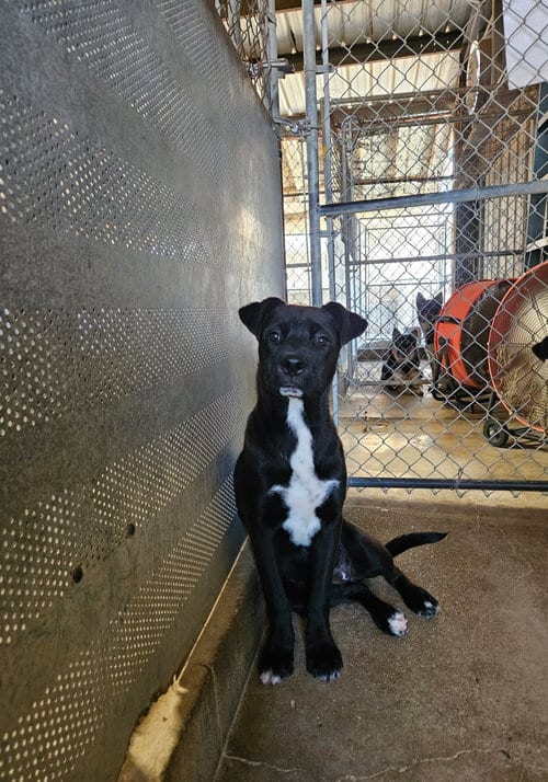 Photo of Manzanita, adoptable Pit Bull Terrier in El Centro, California