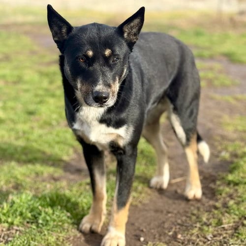 Photo of Cocoa, adoptable Australian Shepherd in Yreka, California
