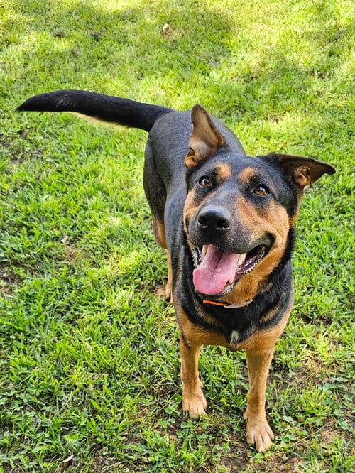 Photo of Journey, adoptable German Shepherd Dog in Franklin, Tennessee