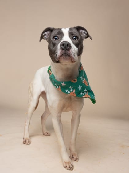 Photo of Astro, adoptable dog in Atlanta, Georgia