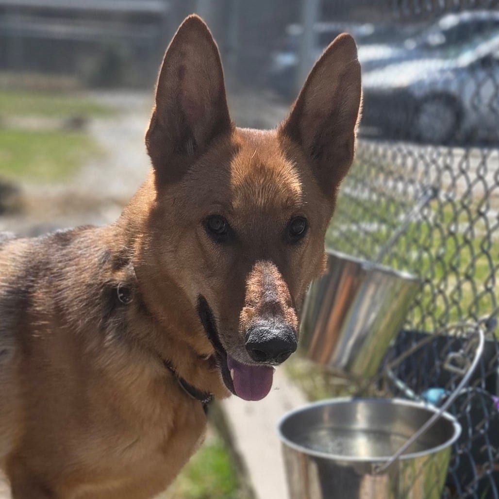 Photo of Max, adoptable Shepherd, German in Pittsford, Vermont