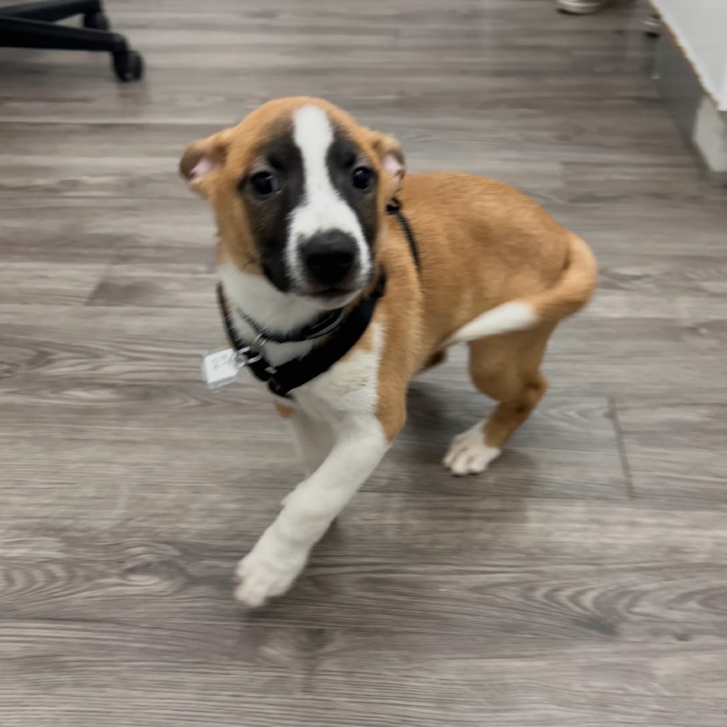 Photo of Bo, adoptable Cattle Dog in Fairfax Station, Virginia