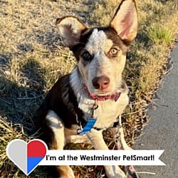 Photo of Seven, adoptable Husky in Fort Collins, Colorado