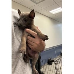 Photo of Benji, adoptable Belgian Malinois in Doral, Florida