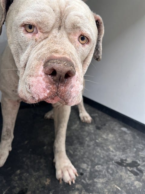 Photo of Senior American Bulldog mix, adoptable American Bulldog mix in Bakersfield, California