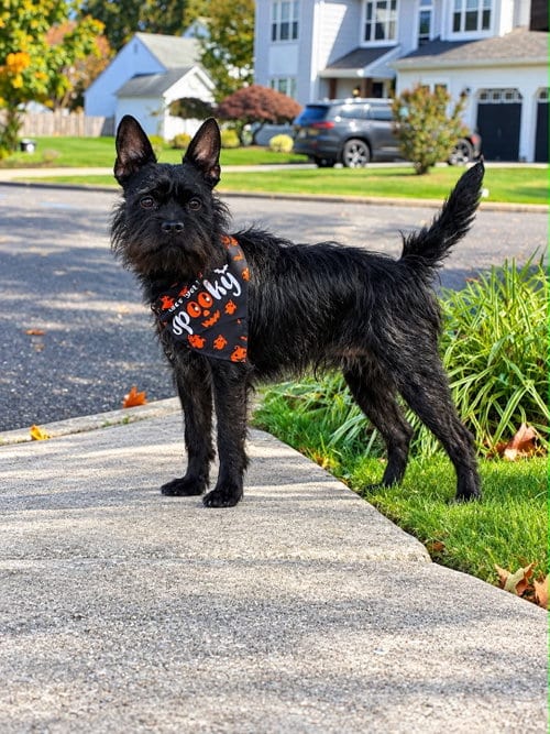 Photo of Sal, adoptable Terrier in Gibbstown, New Jersey