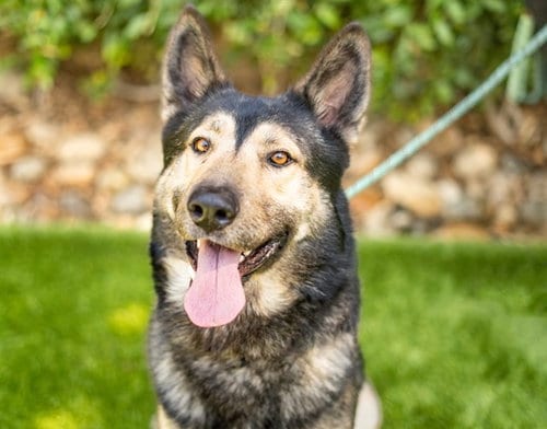 Photo of Sinatra, adoptable German Shepherd Dog in San Jose, California
