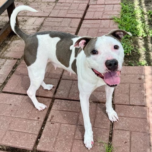 Photo of Sandy, adoptable Staffordshire Bull Terrier in Houston, Texas