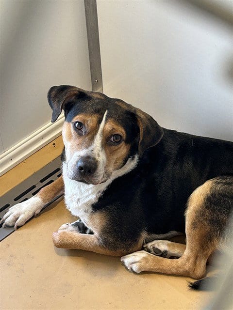 Photo of Parkerton, adoptable Beagle in Casper, Wyoming