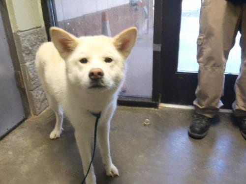 Photo of Maggie, adoptable Husky in Tulsa, Oklahoma