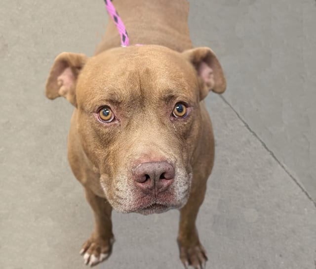 Photo of Cider, adoptable dog