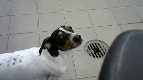 Photo of Pedro, adoptable Dachshund in Albuquerque, New Mexico