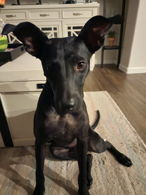 Photo of Rusty #8, adoptable Staffordshire Bull Terrier in Chandler, Arizona