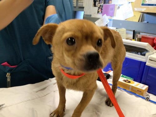 Photo of Pan, adoptable Chihuahua in Riverside, California