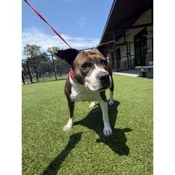 Photo of Lola Mae, adoptable American Pit Bull Terrier in Baton Rouge, Louisiana
