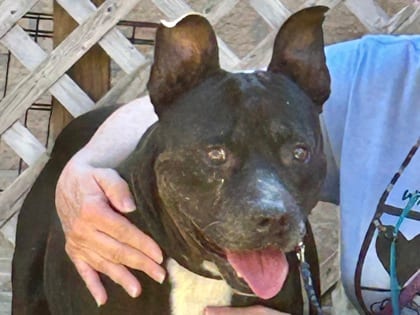 Photo of Jerry, adoptable dog in Georgetown, Texas