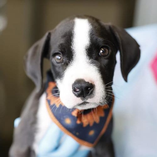 Photo of Bruno, adoptable Hound in San Antonio, Texas