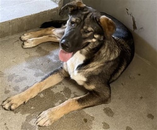 Photo of Ares, adoptable German Shepherd Dog in San Bernardino, California