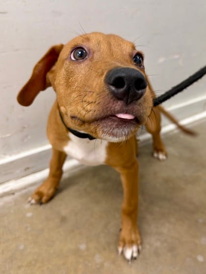 Photo of Peter Parker, adoptable Hound in New Orleans, Louisiana