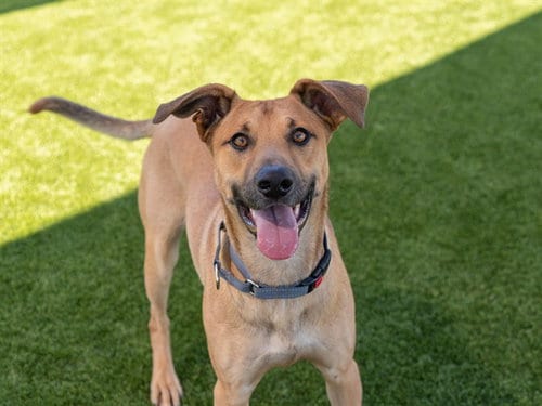 Photo of Randy, adoptable Black Mouth Cur in Martinez, California