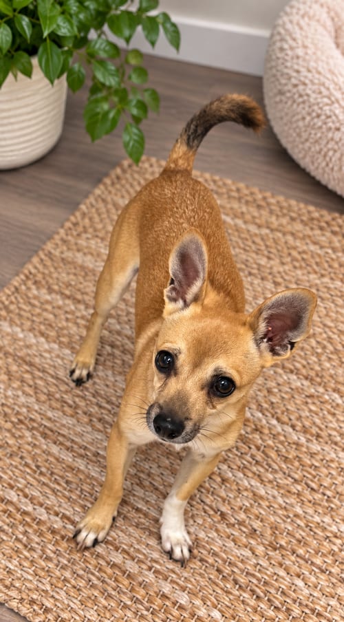 Photo of Mouse, adoptable Rat Terrier in Phoenix, Arizona
