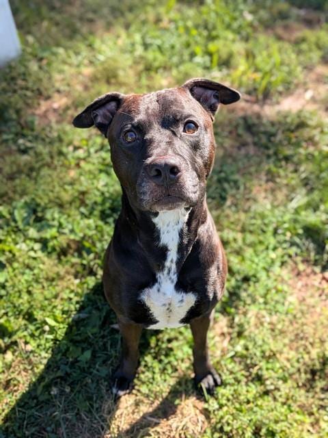 Photo of Diesel, adoptable Pit Bull Terrier in St Peters, Missouri