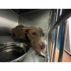 Photo of Felicity, adoptable American Pit Bull Terrier in Baton Rouge, Louisiana