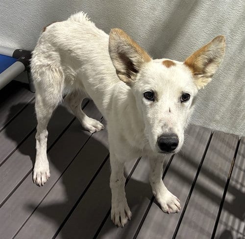 Photo of Jenga, adoptable Australian Shepherd in San Bernardino, California