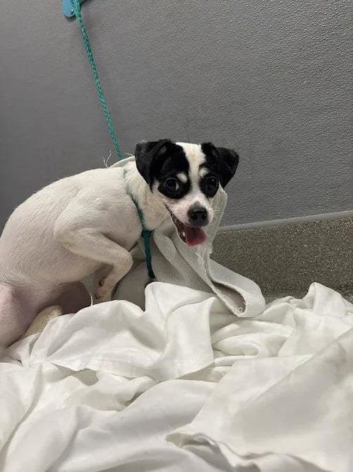 Photo of Amanada, adoptable Chihuahua in Las Vegas, Nevada