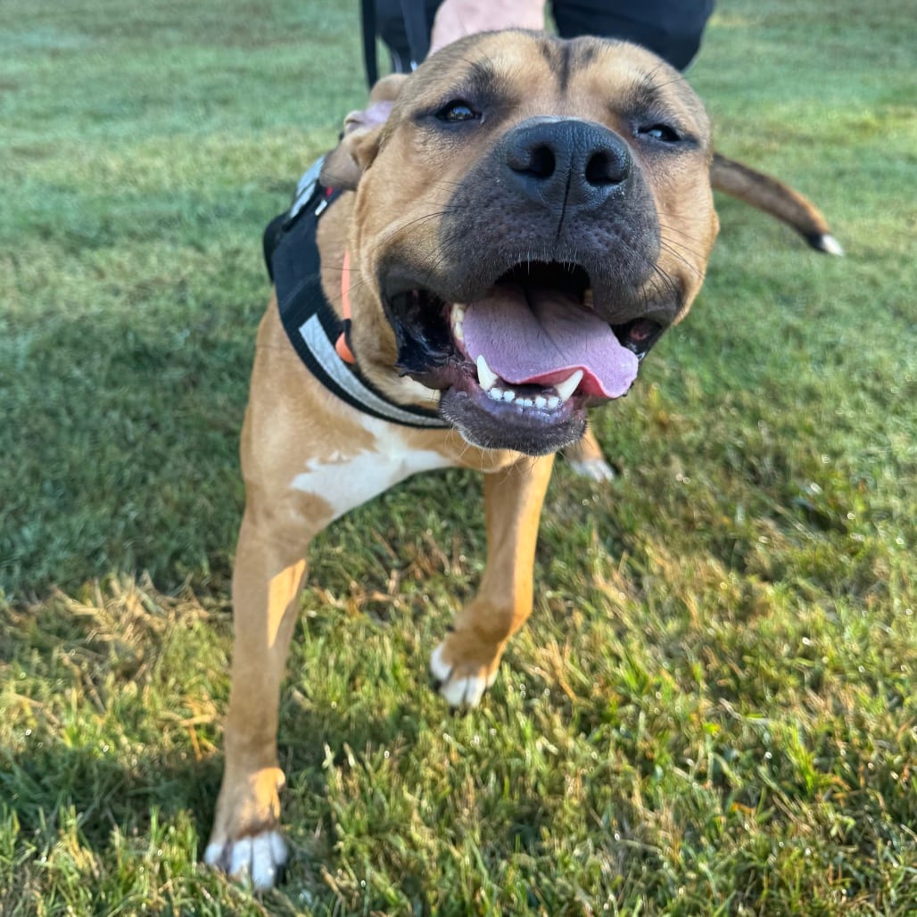 Photo of Pupperoni, adoptable Mixed Breed (Large) in Winston-Salem, North Carolina