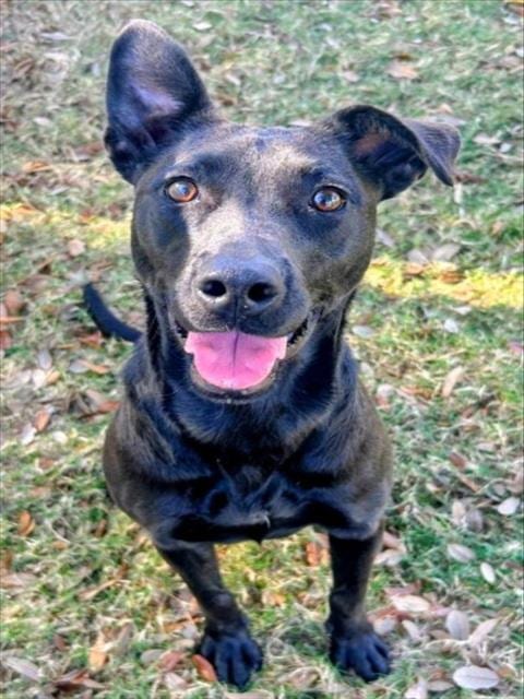 Photo of Queen Marie, adoptable German Shepherd Dog in Texas City, Texas