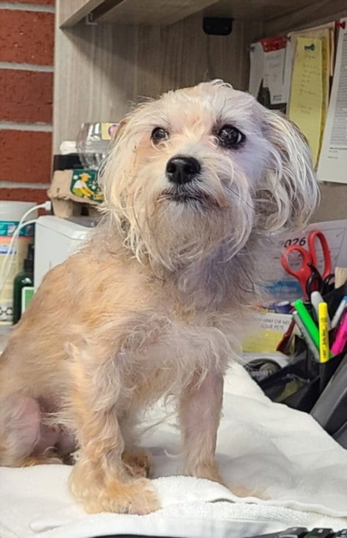 Photo of A525098, adoptable Maltese in Wilmington, North Carolina