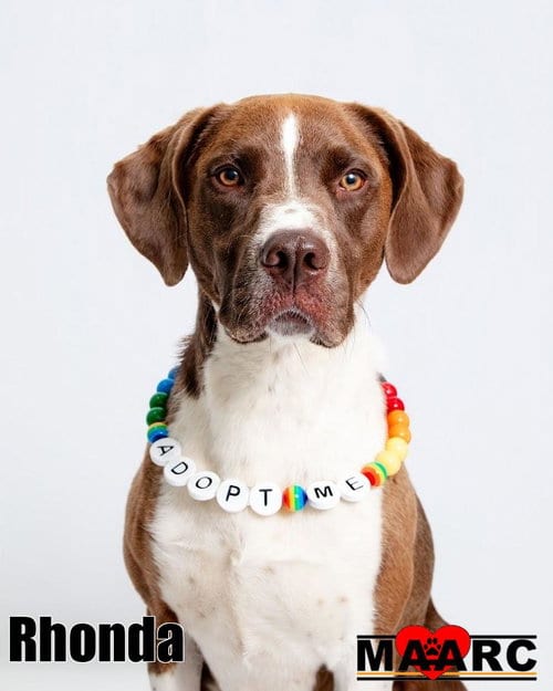Photo of Rhonda, adoptable Pointer in Maryville, Tennessee
