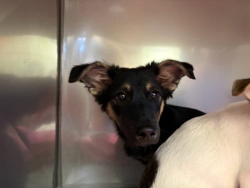 Photo of Buster, adoptable Siberian Husky in Santa Cruz, California