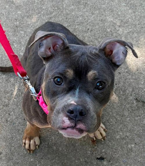 Photo of Dolly, adoptable Pit Bull Terrier in Rootstown, Ohio