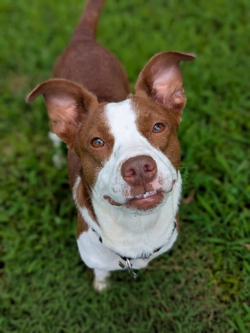 Photo of Penelope, adoptable Rat Terrier in Holly Springs, North Carolina