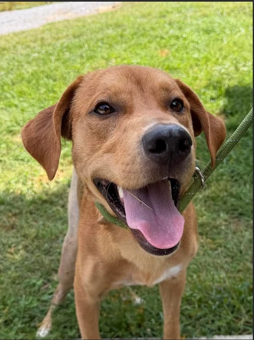Photo of Pumpkin, adoptable Hound in Candler, North Carolina