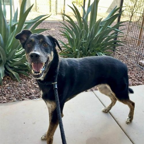 Photo of Maverick, adoptable German Shepherd Dog in Mesa, Arizona