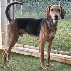 Photo of Tracker 7418, adoptable Coonhound in Loxahatchee, Florida