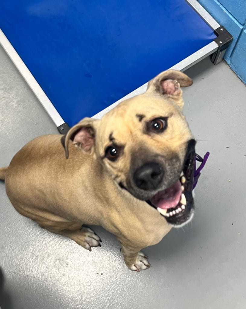 Photo of Smiley, adoptable Pit Bull Terrier in Hartsville, South Carolina