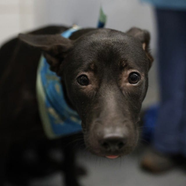 Photo of Luna, adoptable dog in San Antonio, Texas